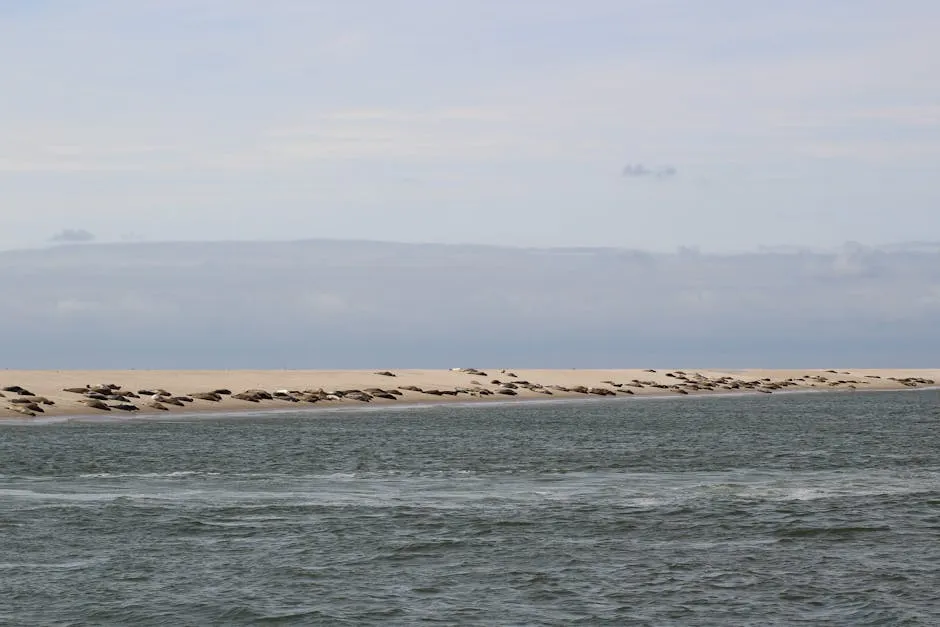 Harbour seals resting on a Wadden Sea sandbank