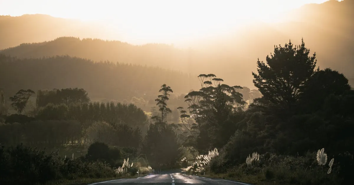 New Zealand forgotten forest road