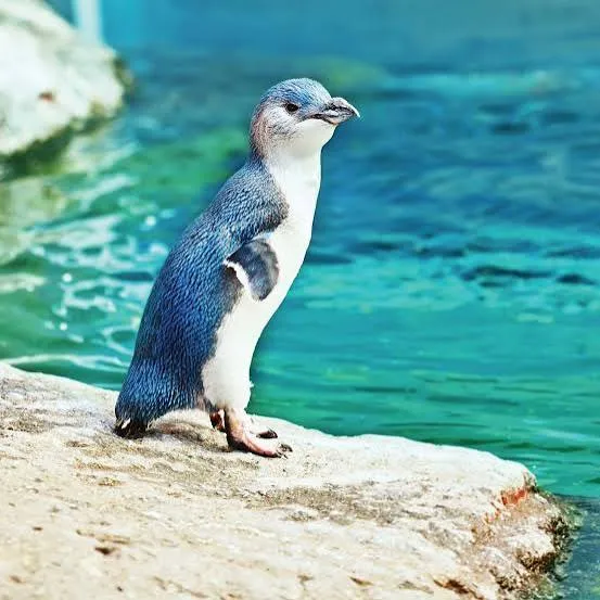 Yellow-eyed Penguin