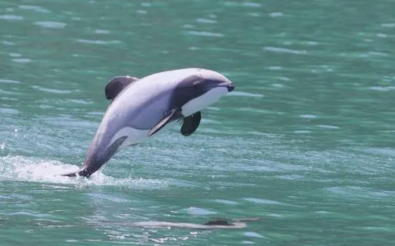 Hector's Dolphin