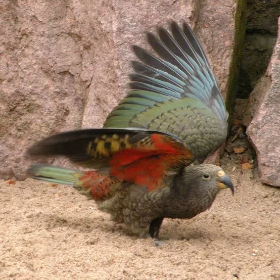 NZ Kea parrot
