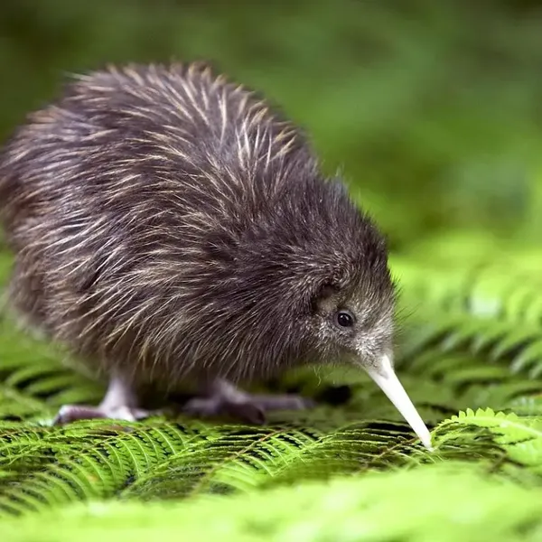 NZ Kiwi bird