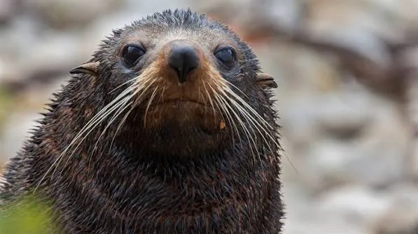NZ Fur Seal