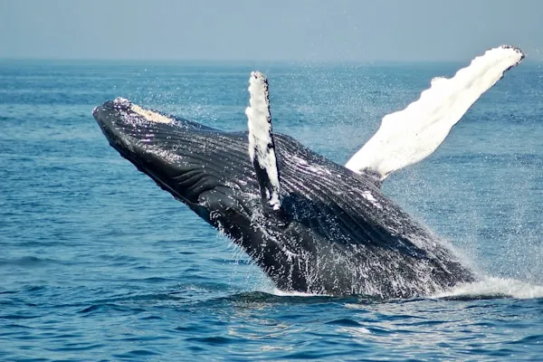 Sperm Whale and calf