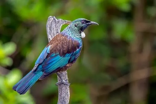 Tui bird