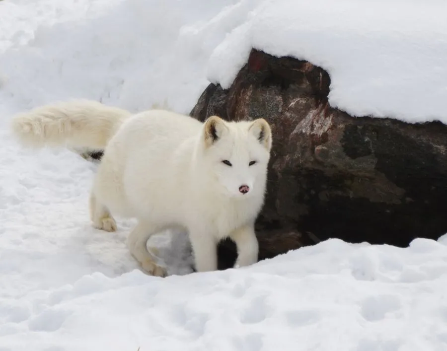 Arctic fox in white winter coat on snowy terrain