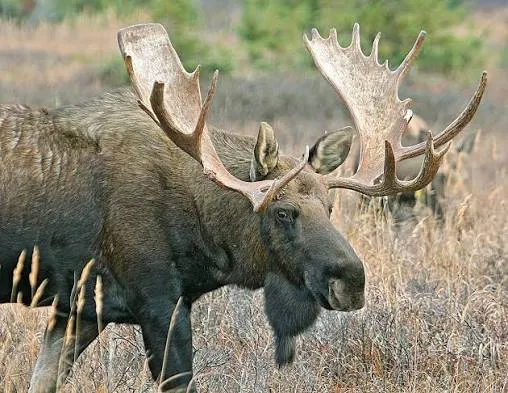 Moose (Elg)