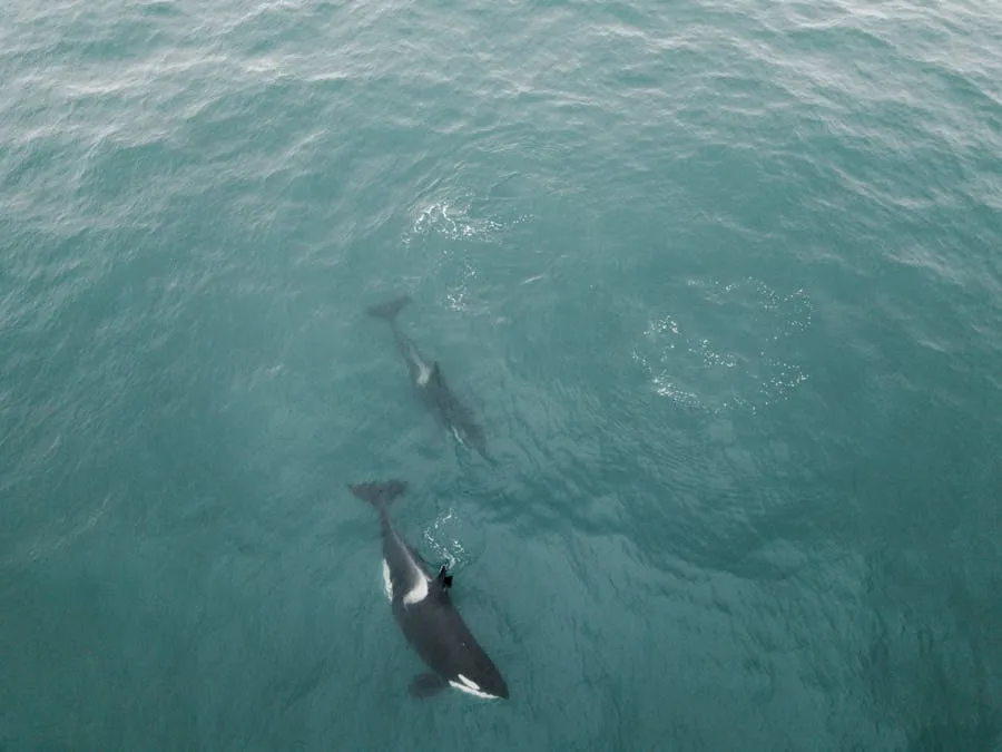 Orca pod swimming in Arctic Norwegian waters