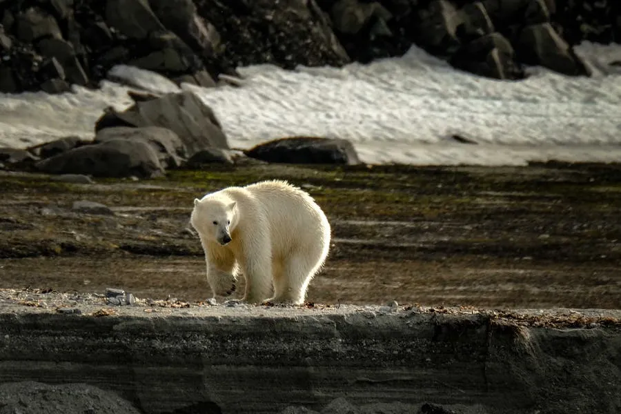 Polar bear walking on ice in Svalbard