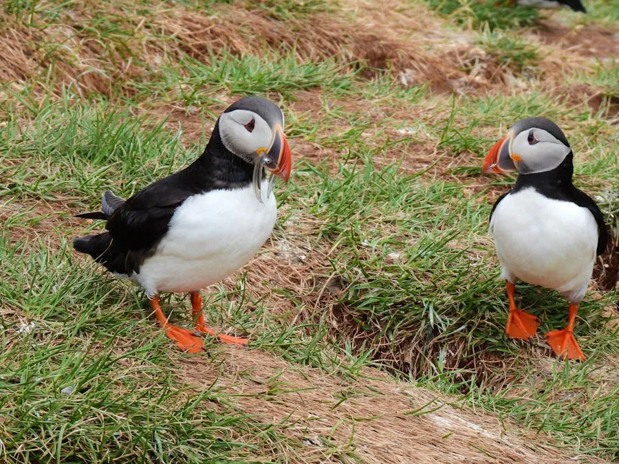 Atlantic puffin with colourful beak on coastal cliff