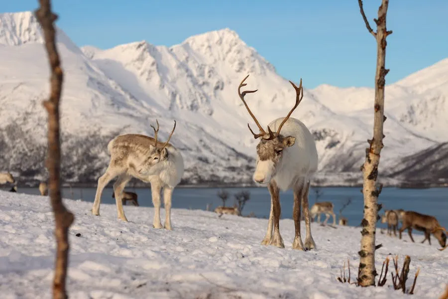 Reindeer herd crossing Hardangervidda plateau