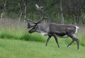 Reindeer