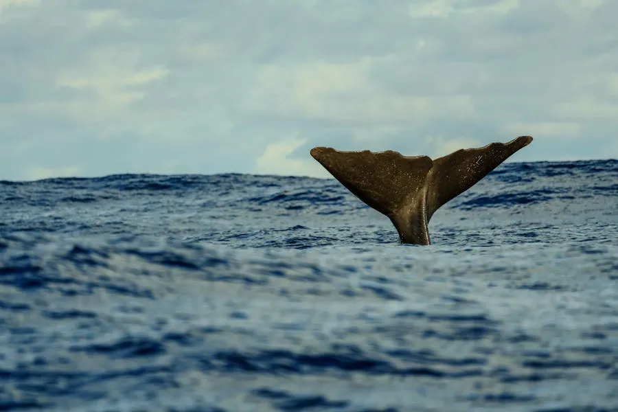 Sperm whale tail fluke diving in deep water off Andenes