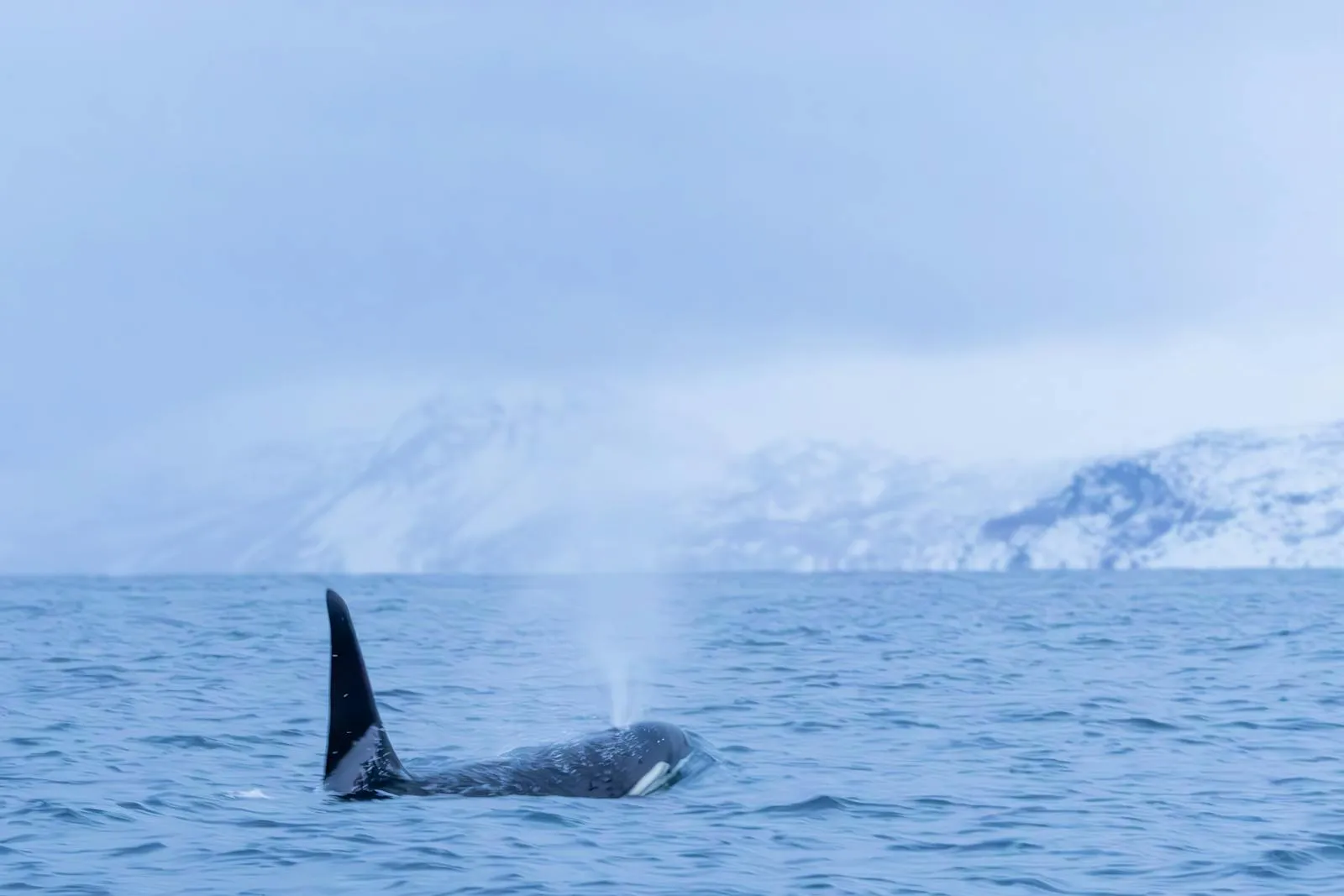 Orca whale surfacing in Arctic Norwegian waters