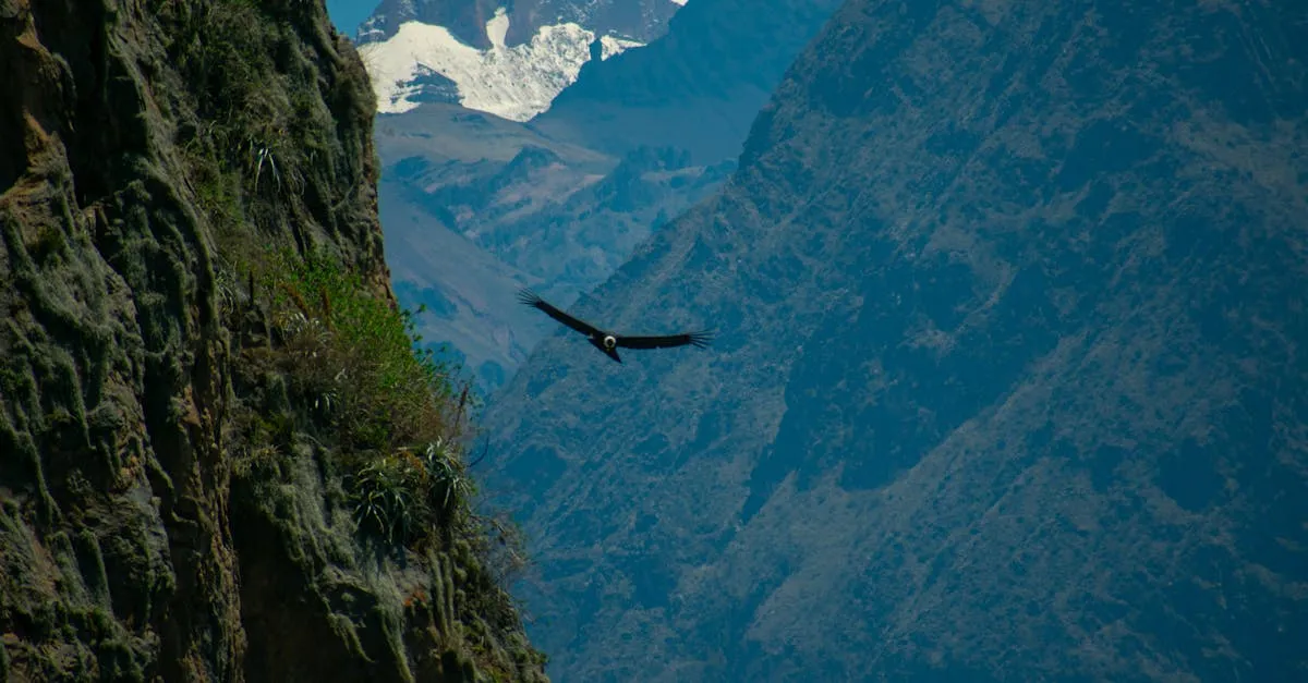 Colca Canyon condor flight