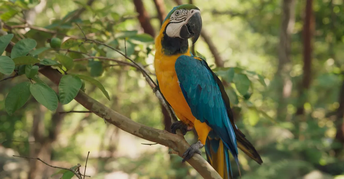 Amazon rainforest macaw