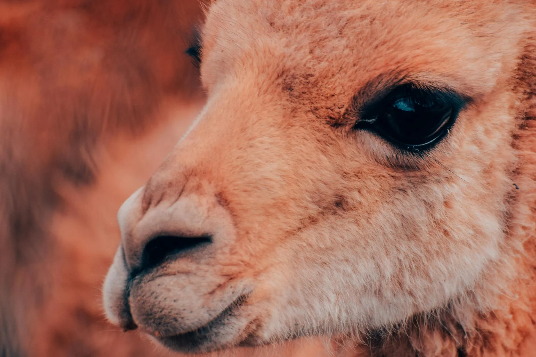 Capture of a llama's face showing its eye and nose with textured fur detail.