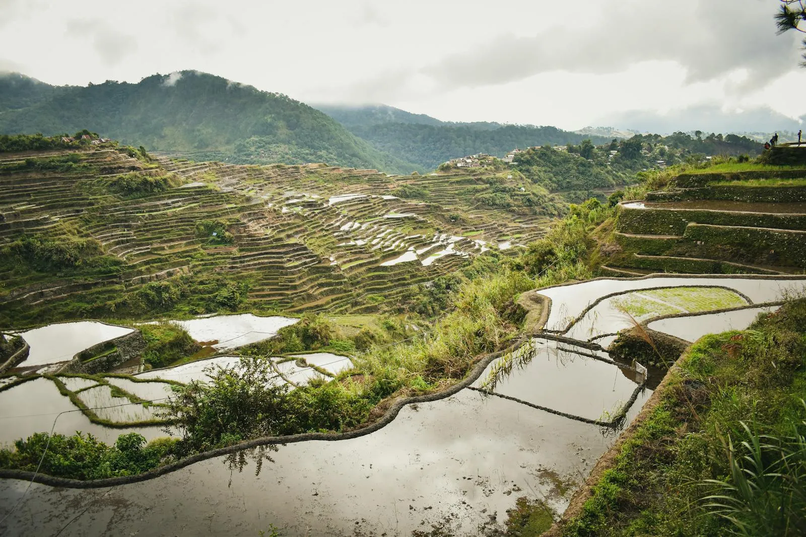 A scenic view of the Banaue Rice Terraces in the Philippines, showcasing the lush greenery and intricate formation.