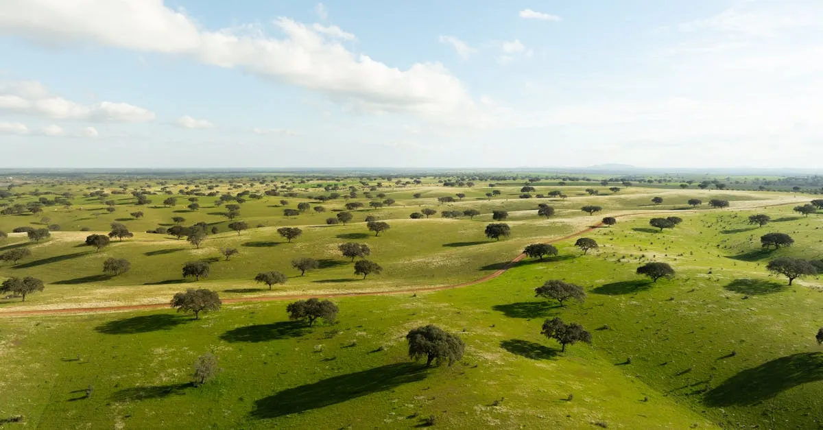 Alentejo & vora landscape