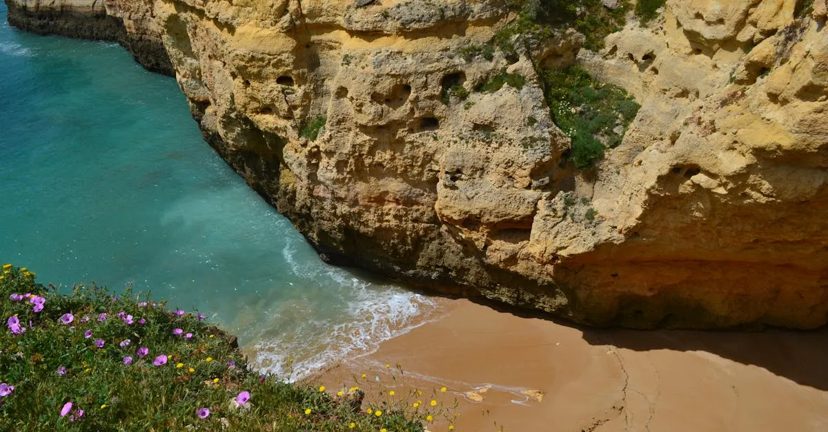 Spring wildflowers on Portuguese coastal cliffs