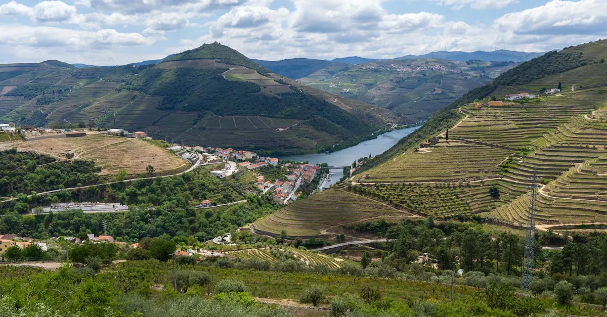 Vineyard terraces overlooking the Douro River valley