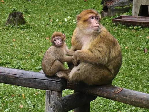 Barbary Macaque