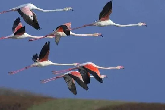 Greater Flamingo