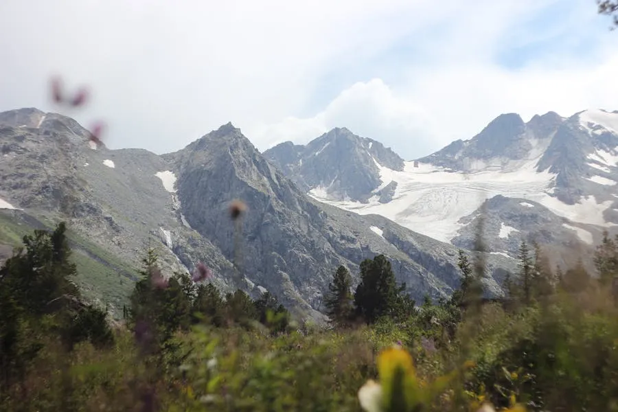 Altai Mountains alpine meadow with snow-capped peaks in the background