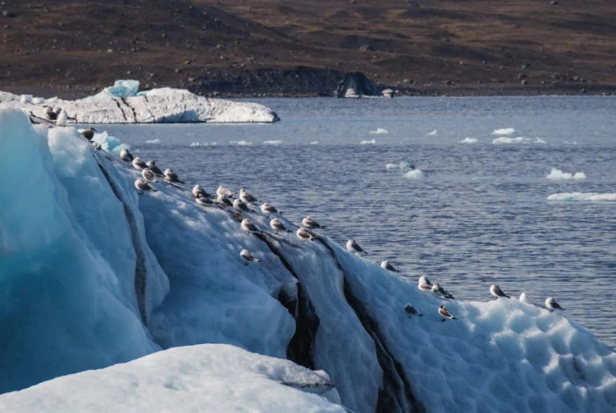 Arctic landscape with icebergs and seabird colonies on rocky cliffs