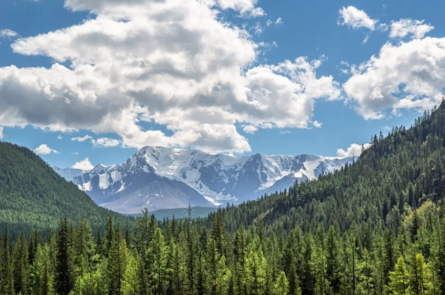Dense temperate forest in the Sikhote-Alin mountain range