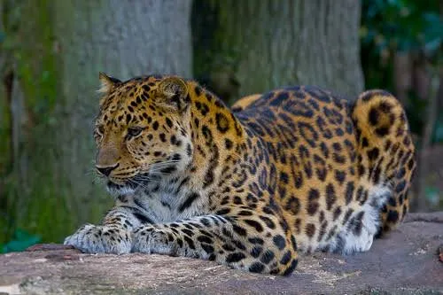 Amur leopard