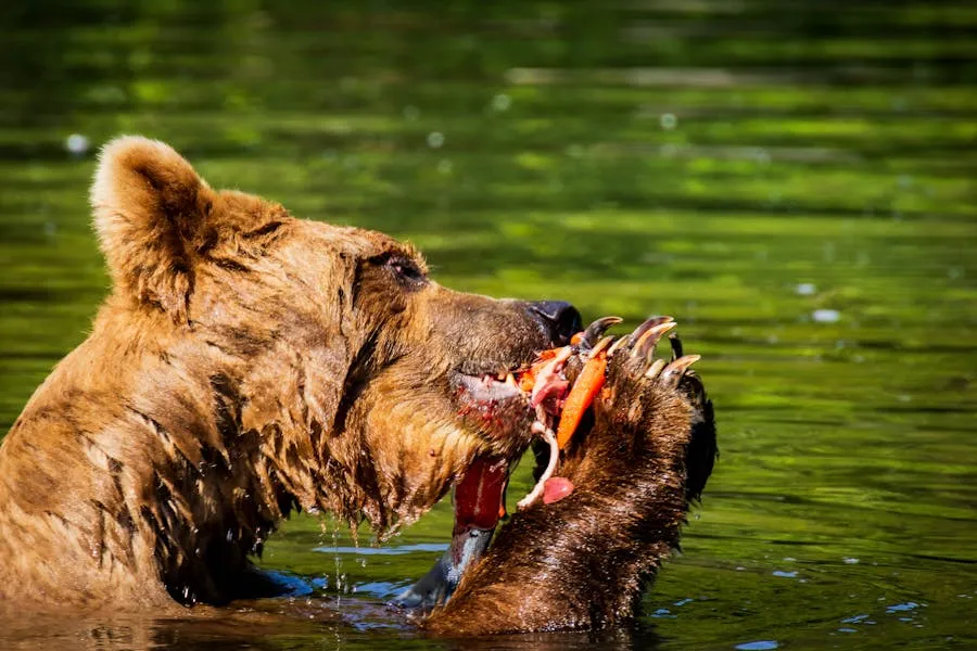 Kamchatka brown bear catching salmon in a rushing river
