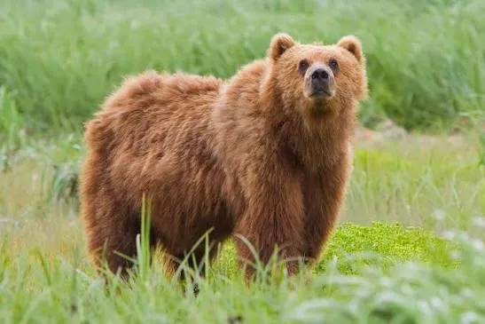 Kamchatka Brown Bear