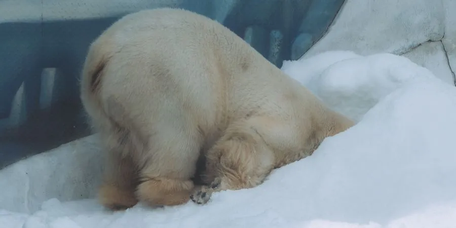 Polar bear walking on Arctic sea ice