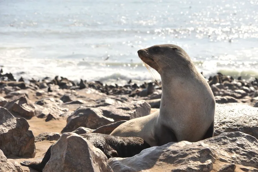 Baikal seal nerpa resting on rocks by the lake