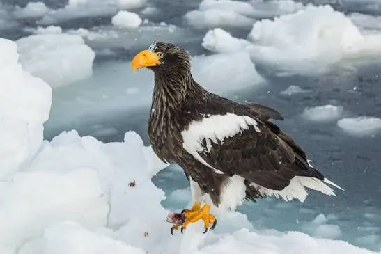 Steller&rsquo;s sea eagle