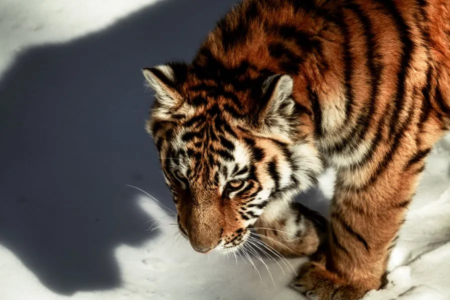 Siberian tiger walking through snow-covered forest