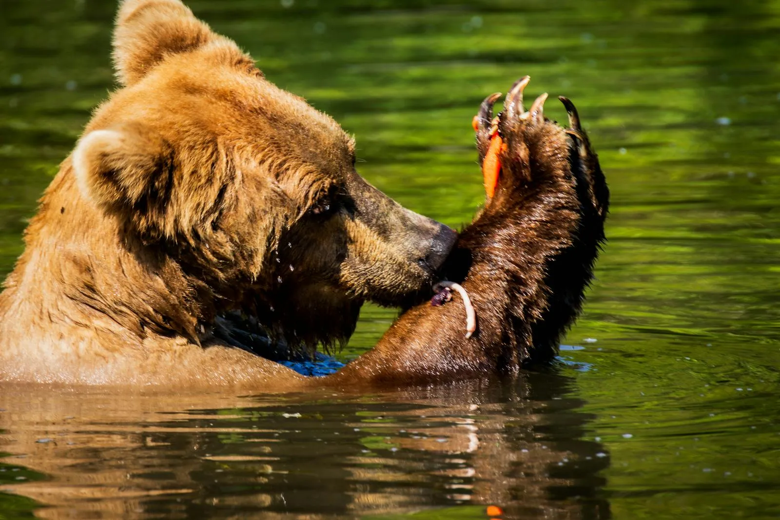 Brown bear fishing for salmon in a Kamchatka river