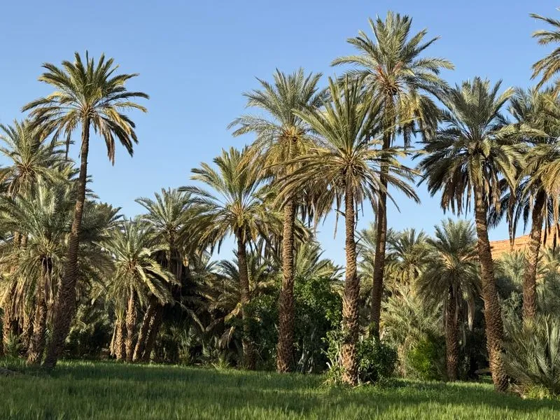 Palm oasis with dense date palm groves under desert sky