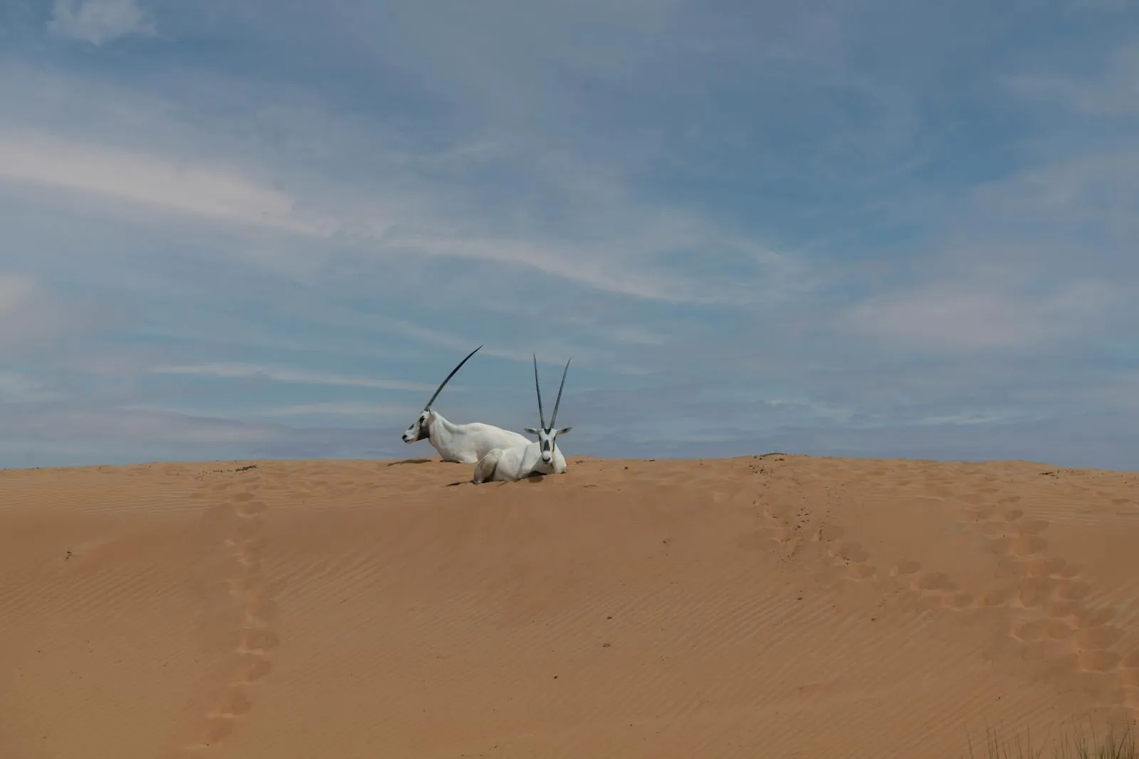 Arabian oryx resting on a sand dune under clear desert sky