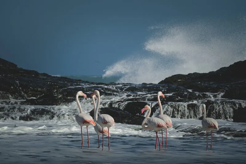 Pink flamingos standing by the ocean shore