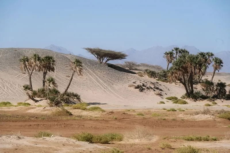 Desert landscape with palm trees and mountains in Tabuk, Saudi Arabia