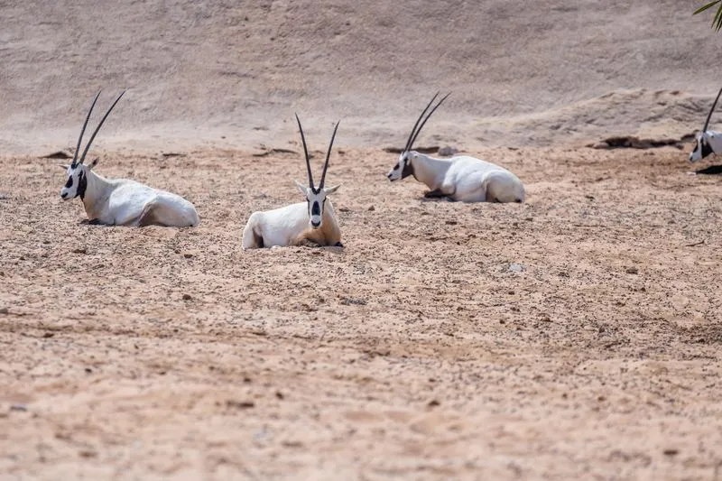 Arabian oryxes resting in sandy desert habitat