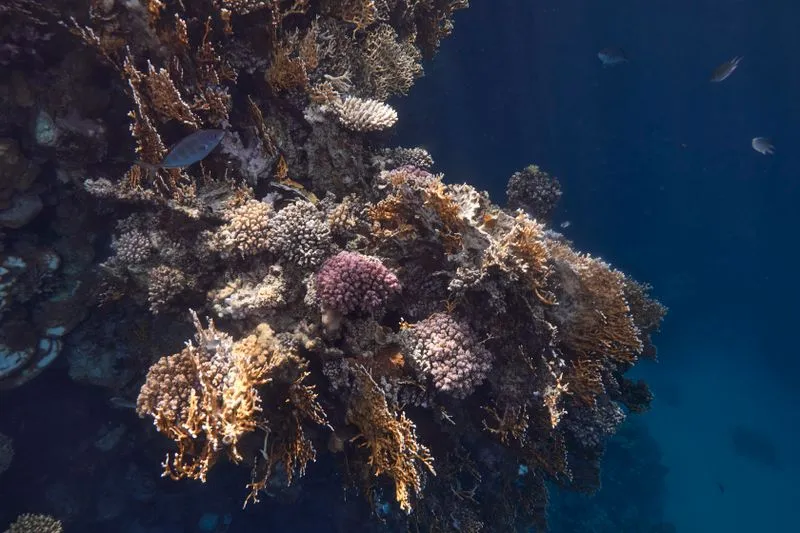 Colorful coral reef with fish in Red Sea waters