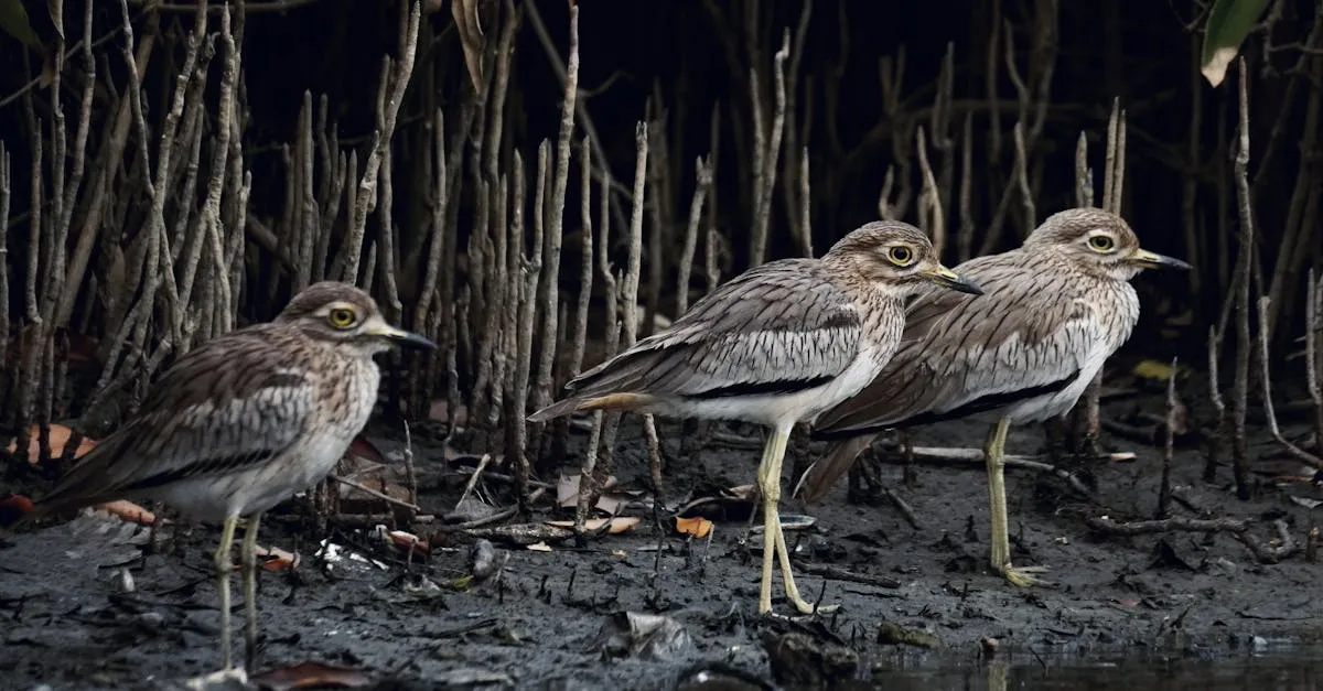 Sungei Buloh Wetland Reserve