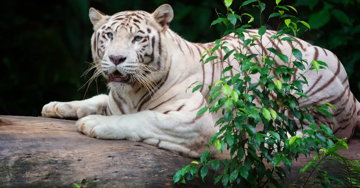 Singapore Zoo
