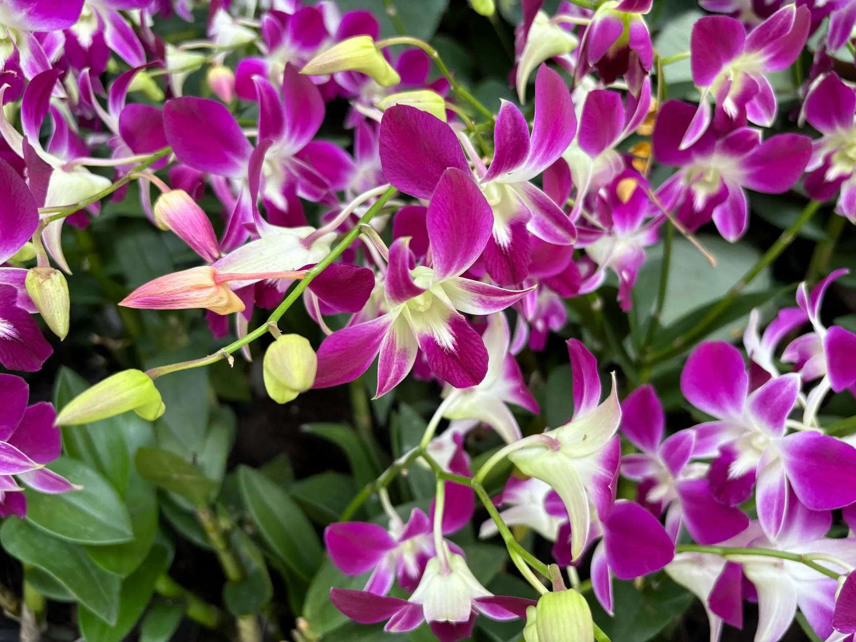 Close-up of purple orchids with lush greenery, Singapore Botanic Gardens.