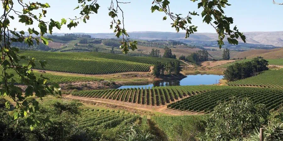 Apple orchards in a green valley