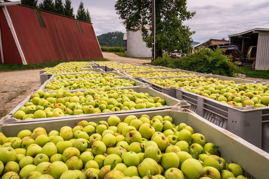 Apple orchards in a green valley