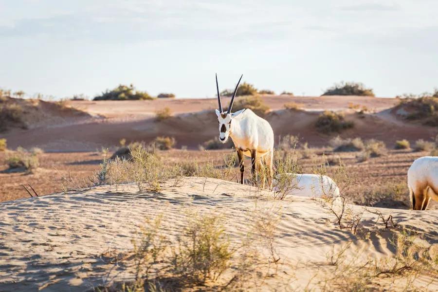 Gemsbok silhouette against a red sand dune sunset